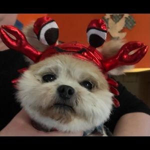 Meet your Posher, Joy